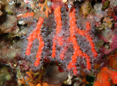 Corallium rubrum