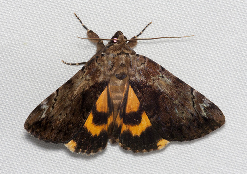 Little Underwing