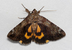 Catocala minuta
