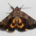 Little Underwing - Photo (c) Jim Johnson, some rights reserved (CC BY-NC-ND), uploaded by Jim Johnson