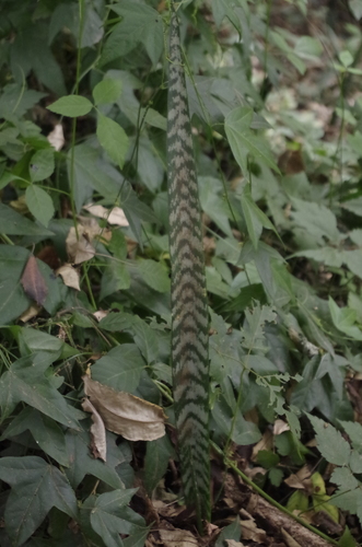 Sansevieria zeylanica image