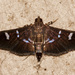 Desmia deploralis - Photo (c) Jim Johnson, some rights reserved (CC BY-NC-ND), uploaded by Jim Johnson