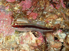 Gobius vittatus