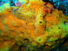 Clathria compressa