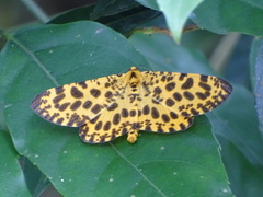 Epobeidia tigrata