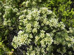 Baccharis vernalis