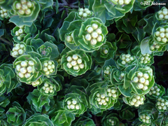 Baccharis vernalis