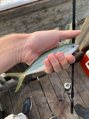 Elagatis bipinnulata