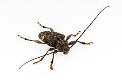 Lagocheirus binumeratus