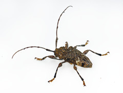 Lagocheirus binumeratus