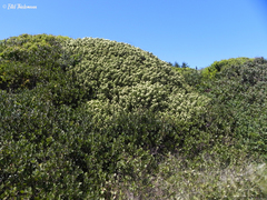 Baccharis vernalis