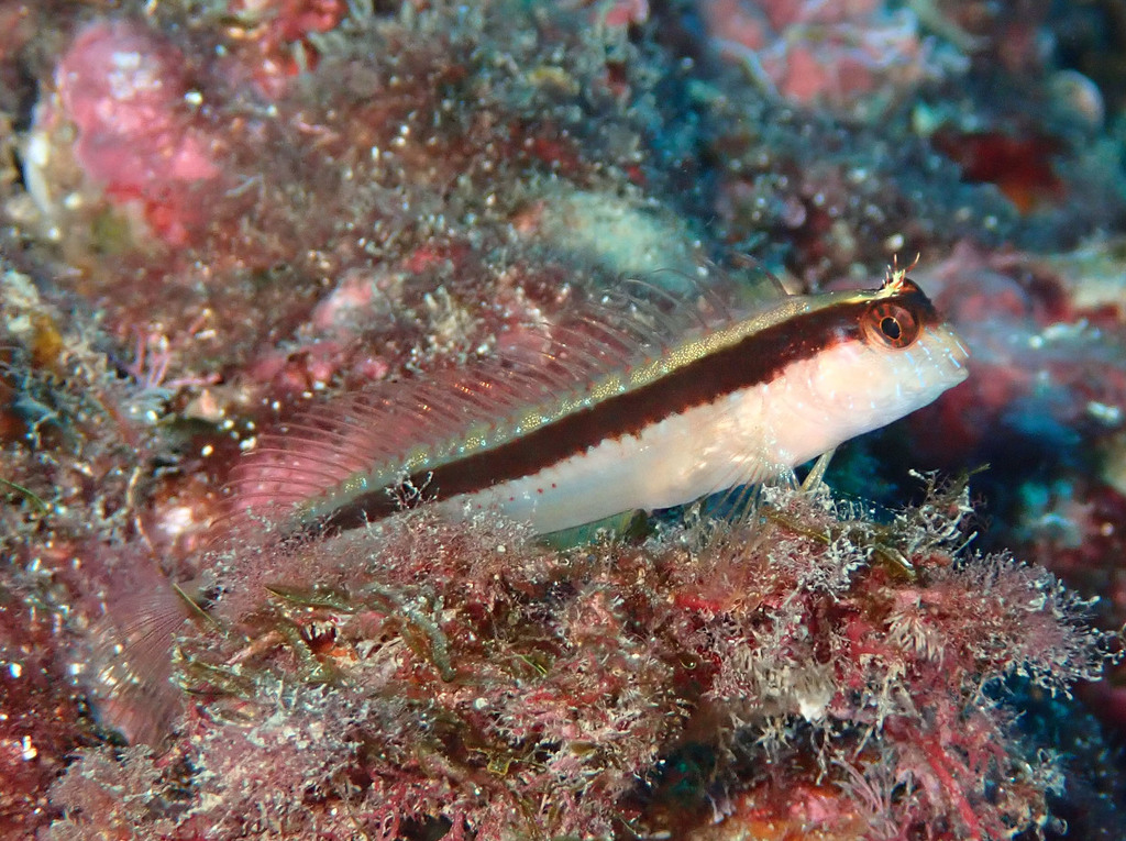 Striped Blenny