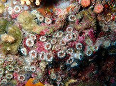 Polycyathus muellerae