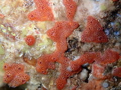 Polysyncraton lacazei