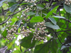 Pleuranthodendron lindenii