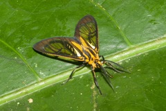 Paraethria flavosignata