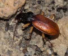 Oxypselaphus obscurus