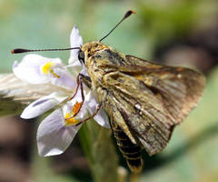 Trapezites lutea lutea