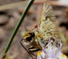 Trapezites lutea lutea