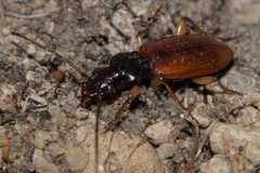 Oxypselaphus obscurus