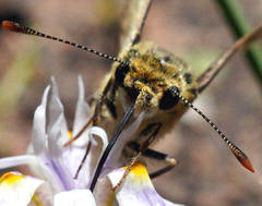 Trapezites lutea lutea