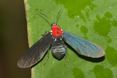 Psoloptera thoracica