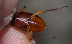 Oxypselaphus obscurus