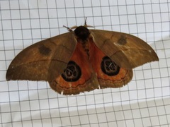 Automeris liberia
