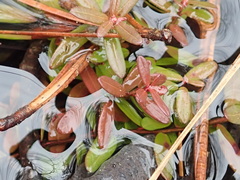 Potamogeton cheesemanii