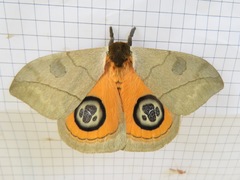 Automeris liberia