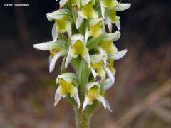 Brachystele unilateralis