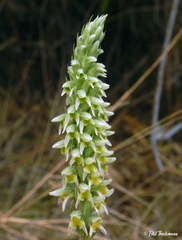 Brachystele unilateralis