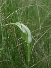 Pterostylis falcata