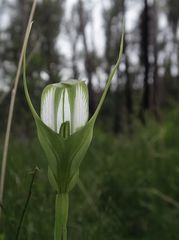 Pterostylis falcata