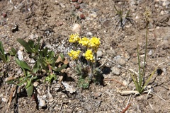Draba aurea