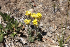 Draba aurea