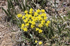 Draba aurea