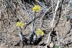Draba aurea