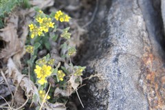 Draba aurea
