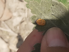 Hippodamia convergens