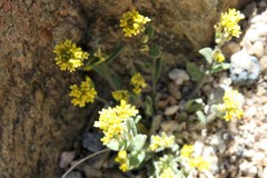 Draba aurea