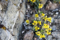 Draba aurea