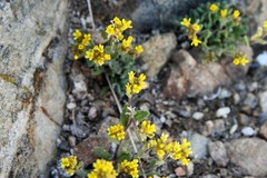 Draba aurea