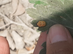 Hippodamia convergens