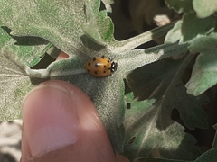 Hippodamia convergens
