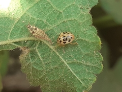 Coccinellidae