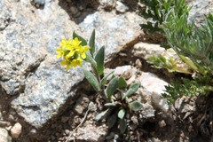 Draba aurea