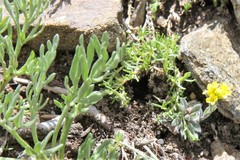 Draba aurea