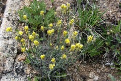 Draba aurea