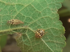 Coccinellidae